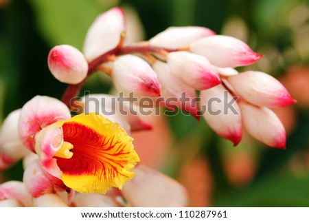 Bright and beautiful cardamom(cardamon) flowers in red, orange and yellow colors in the foreground with floral buds in pink color in the background
