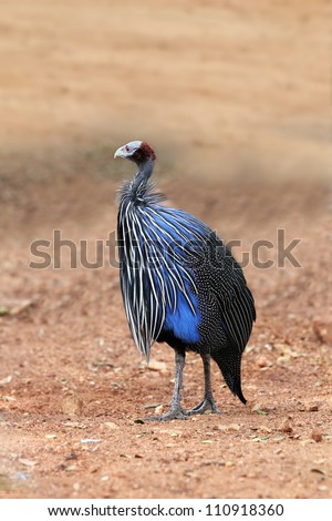 Beautiful african vulturine guineafowl with helmeted head(no feathers) & pretty blue & white feathers with spots. The bird has a blue face and red eyes and the plumage is of cobalt blue,black & white