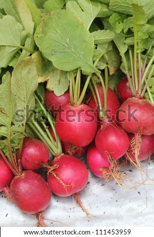 Fresh pink-red colored round radish heap collected from a organic garden. Its scientifically known as  Raphanus sativus. This pungent tasting vegetable is used in vegetable salads & is nutrition rich