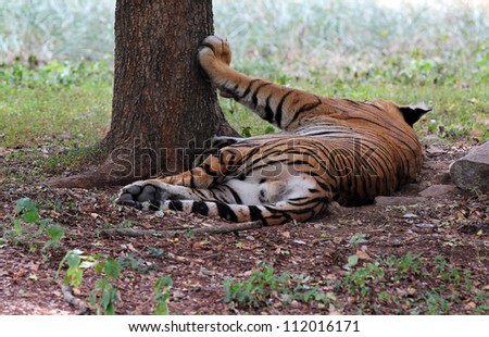 Majestic & beautiful royal bengal tiger which is the biggest of cats relaxing at mysore zoo, India. These animals are top predators and carnivores. Scientifically they are called panthera tigris.