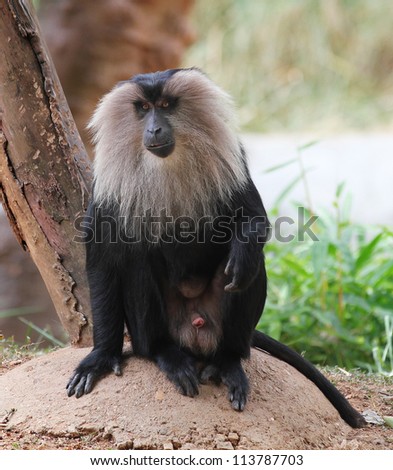 Endangered and threatened endemic monkey of india - lion-tailed macaque.Its also known as wanderoo, bartaffe, beard ape and macaca silenus. The ape here is relaxing in a zoo