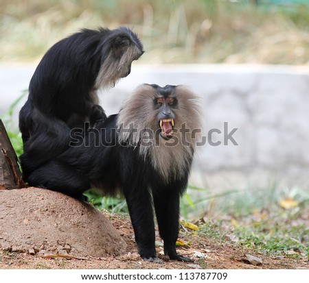 Endangered and threatened endemic monkey of india - lion-tailed macaque.Its also known as wanderoo, bartaffe, beard ape and macaca silenus. The ape here is roaring aggressively showing its sharp teeth