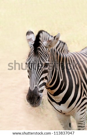 African wild animal zebra\'s face closeup showing distinctive stripes in black and white. This mammal is closely related to horse the stripe patterns are unique to each zebra