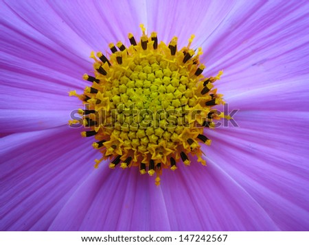 Beautiful, bright, vibrant cosmos flower macro(close-up) photo. This composite flower belongs to asteraceae family with bright blue petals