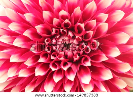 Macro(closeup) of dahlia flower with pink petals arranged in circle. The brilliantly beautiful flower has a stunning pattern of petal arrangement in circular or concentric circular fashion