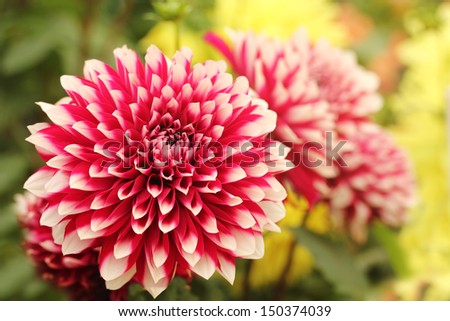 beautiful red & white dahlia flower on green yellow backdrop. This brilliant, pretty flower has a stunning pattern of petal arrangement in spiral or circular fashion & belongs to daisy family