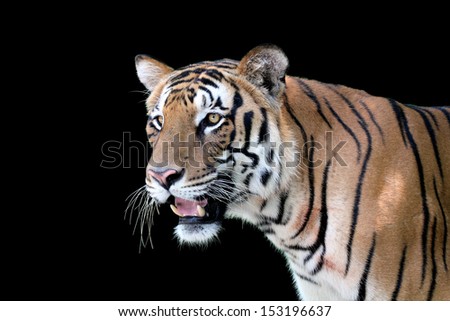 Face profile of a majestic white royal bengal tiger with aggressive look isolated on black