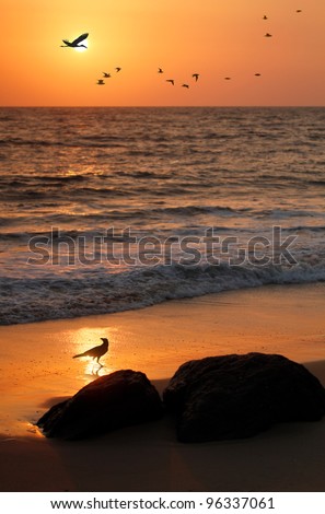 Flock of flying birds, crane and crow at seashore with a golden sun in the backdrop