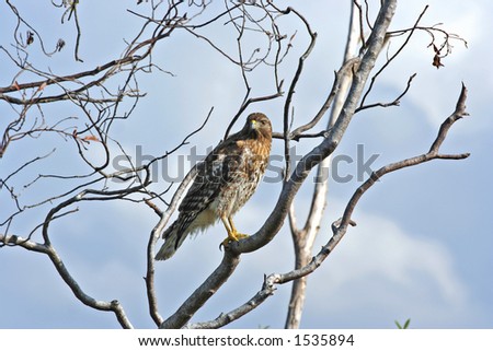 Red Shouldered Hawk in the Florida everglades.