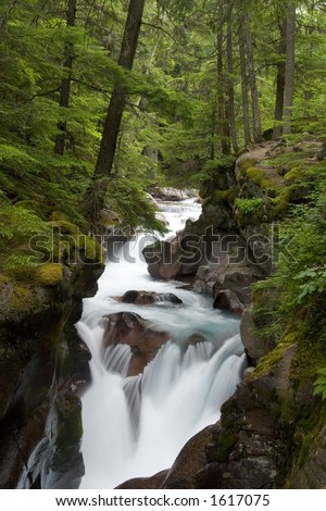 A running creek in the woods of Glacier National Park