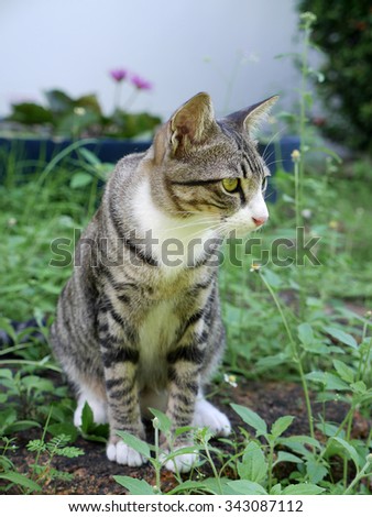 one cat in green grass\
selective focus at head cat