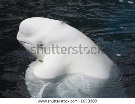 beluga whale smiling. eluga whale smiling.