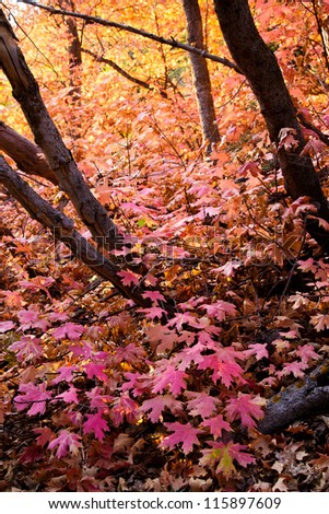 Forest Floor in the Fall Covered with Pink Leaves