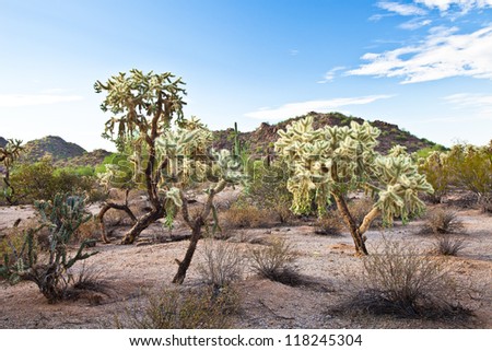 Scene of Cactus Trees