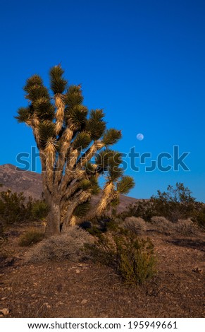 Joshua Tree at dusk with the moon in the back ground