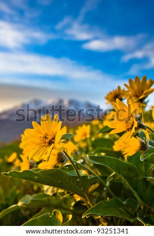 Yellow Mountain Flowers with Mountain in the Background