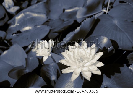 lotus between leaves art design background