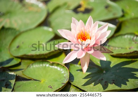 beautiful bloom lotus between the leaves in the pond