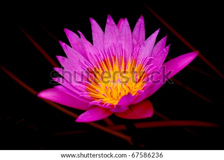 a pink lotus on the black background