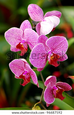 bouquet of orchid
