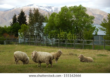 New Zealand Lambs in green meadow