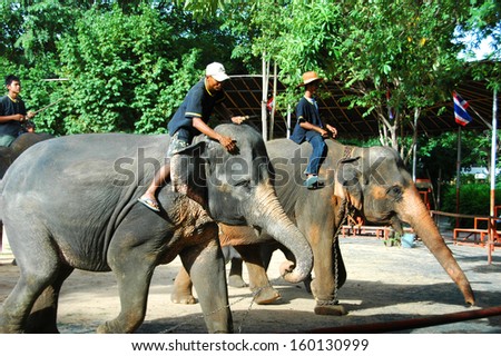 SURIN, THAILAND - JULY 24 : Asian elephants in elephant village perform their show on July 24, 2010 in Surin, Thailand.