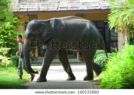 SURIN, THAILAND - JULY 24 : Asian elephants in elephant village perform their show on July 24, 2010 in Surin, Thailand.