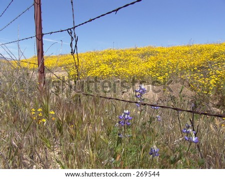 Field of yellow flowers viewed through a barbed wire fence, focus on the small purple-blue flowers in front.