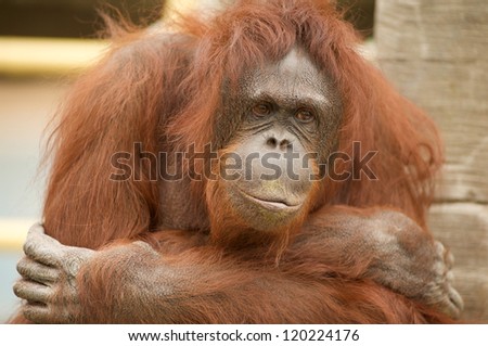 portrait of orangutan at the zoo