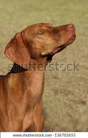 Vizsla  dog side view portrait
