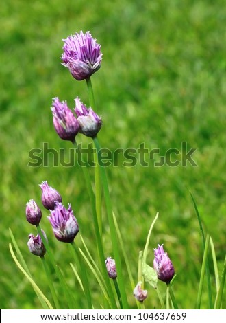 Garlic flowers over the green background