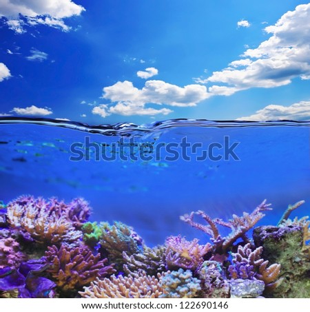 Underwater life view from water line