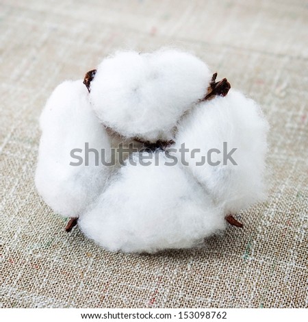 Cotton texture and cotton boll