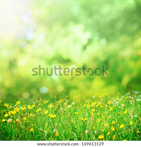 Sunny flower meadow in spring