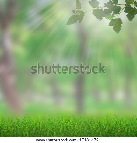 Natural growing grass on forest spring background