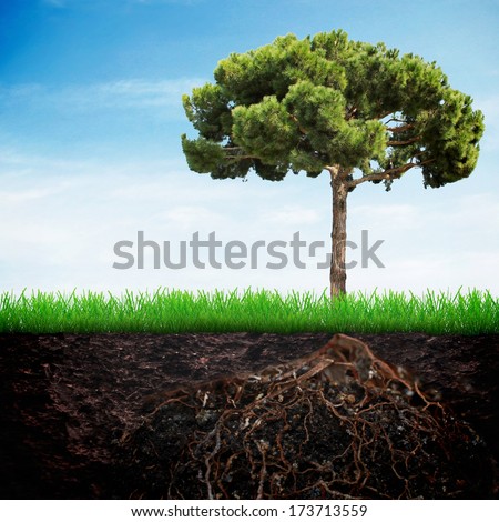 Fir Tree In The Earth With Grass Over Spring Sky Background