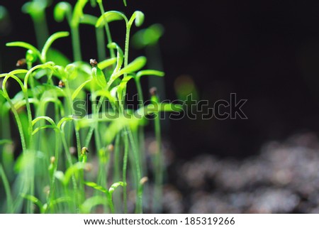 Group of plants in growing concept in sunlight soil