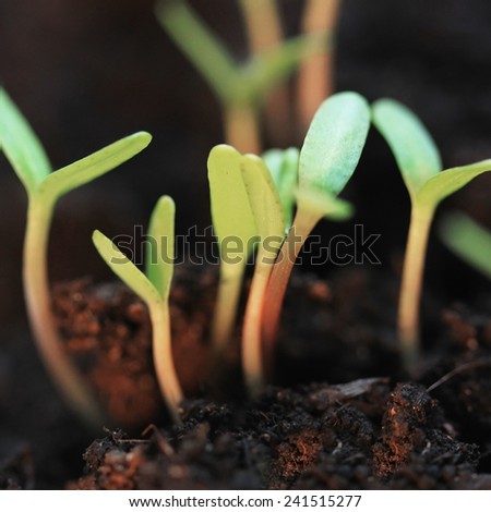 Small plants in soil in spring sun