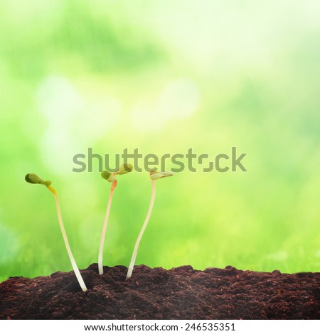 Seeds in earth