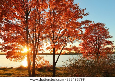Autumn sunset near river with maple trees