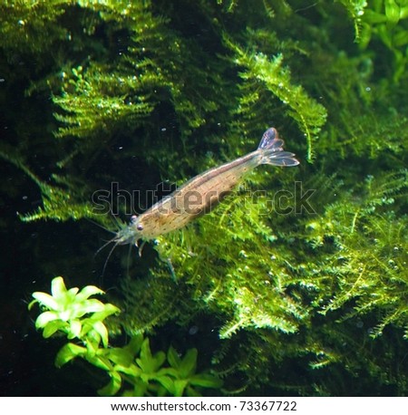 Amano freshwater shrimp in aquarium