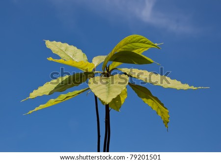 Avocado plant over blue sky