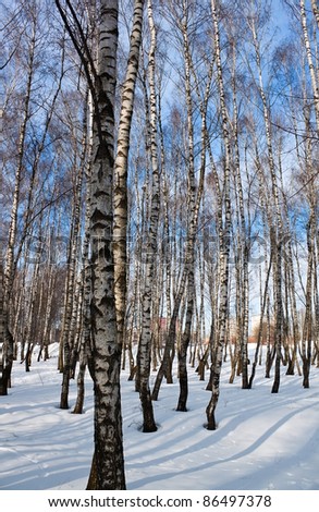 Birch forest in winter time