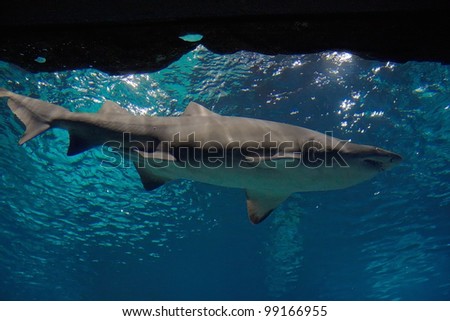 Big shark fish in the ocean