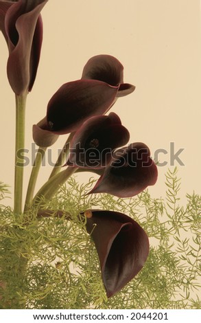 black calla lily against taupe background
