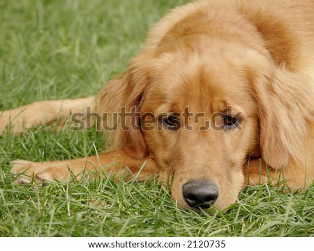 brooding sad puppy