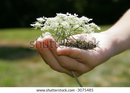 small hands holding flower