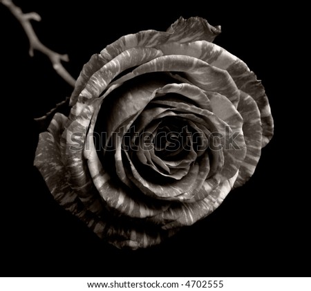 Pictures Of Roses In Black And White. lack and white photography
