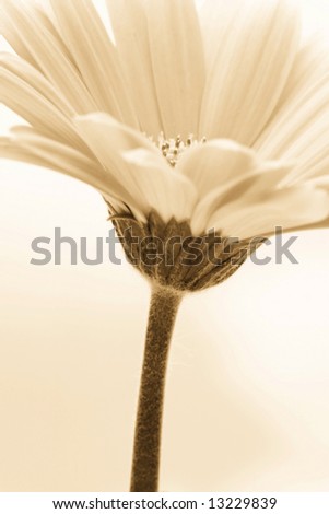 sepia toned flower image