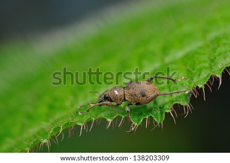 Weevil bug on a green leaf
